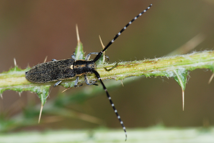 Agapanthia? S, A. cynarae